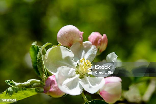 Flor De Macieira - Fotografias de stock e mais imagens de Ao Ar Livre - Ao Ar Livre, Azul, Beleza natural