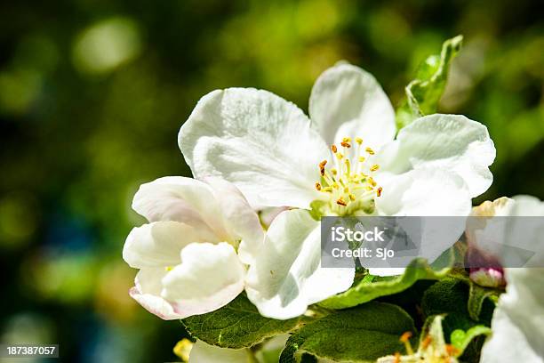 Weiß Und Pink Apple Blossom Stockfoto und mehr Bilder von Apfel - Apfel, Apfelbaum, Apfelbaum-Blüte