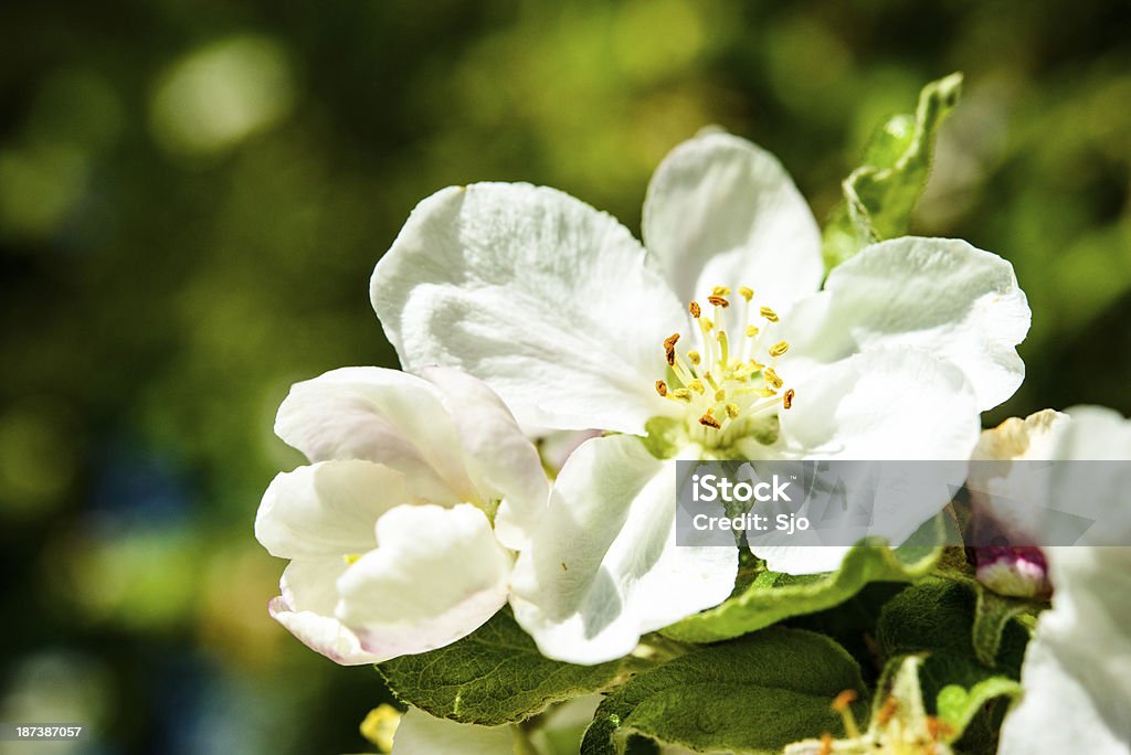 Branco e rosa Flor de Macieira - Foto de stock de Azul royalty-free