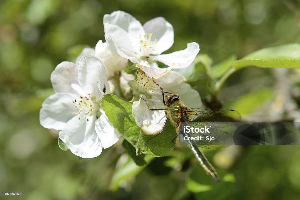 Fleur de pommier - Photo de Arbre libre de droits