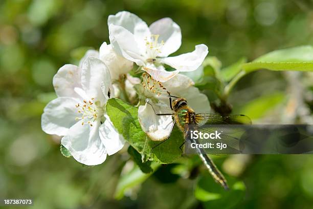 Photo libre de droit de Fleur De Pommier banque d'images et plus d'images libres de droit de Arbre - Arbre, Arbre en fleurs, Arbre fruitier