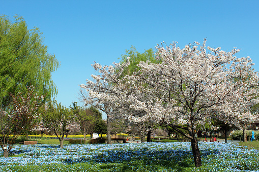 Yoshino cherry tree and nemophila flowers