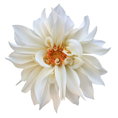 A single white cafe au lait dahlia, also known as dinner plate dahlia. Isolated on white background. No imperfections or blemishes. Just pure beauty.