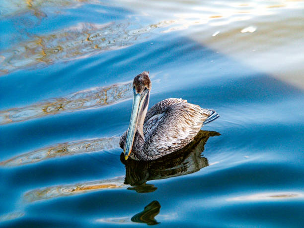 istock Pelican floating on the ocean. 1873875363