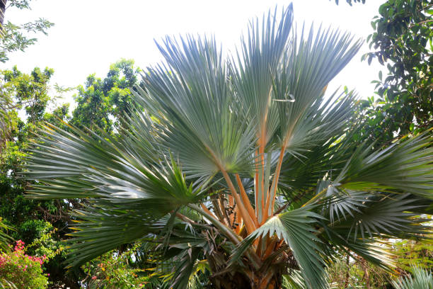 istock Tropical plant Bawang brown, South China 1873875404