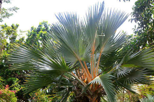 Mexican fan palm or Mexican washingtonia, is a palm tree native to western Sonora and Baja California Sur in northwestern Mexico.