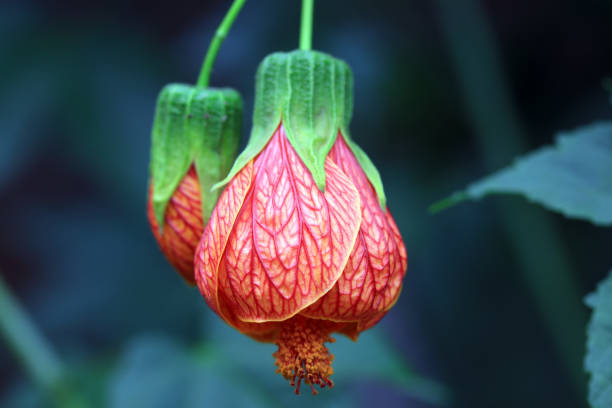Striped Abutilon flowers in the garden