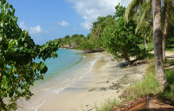 istock Natural beach, Martinique 1873875472