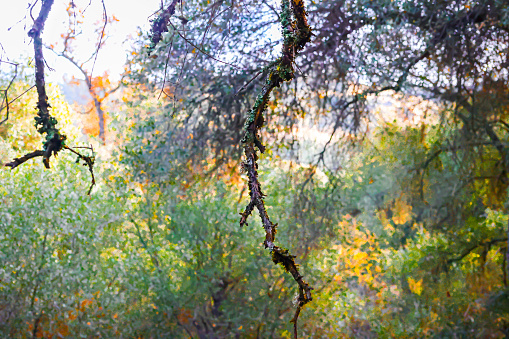 Oak tree branches covered with moss