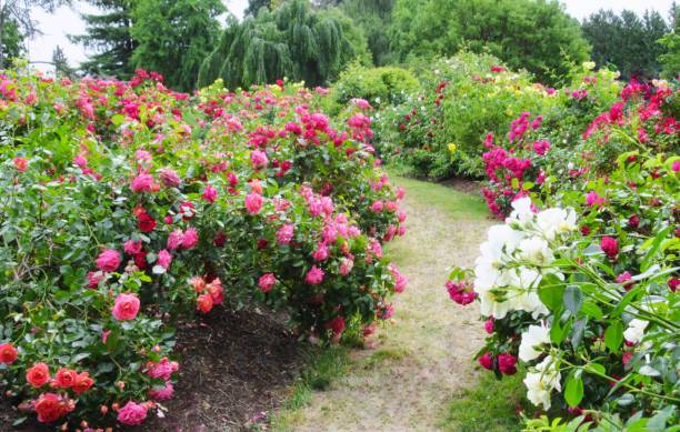 istock Beautiful Colourful Rose Flowers In Summer 1873878804