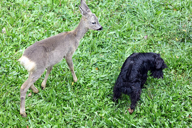 beste freunde - fallow deer fawn deer fallow field stock-fotos und bilder