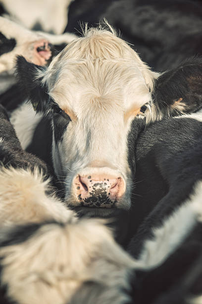 istock Portrait of a Cow 187388374