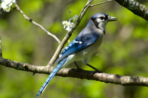 A Blue Jay (Cyanocitta cristata) is sitting on a cherry tree limb in Tennessee, USA