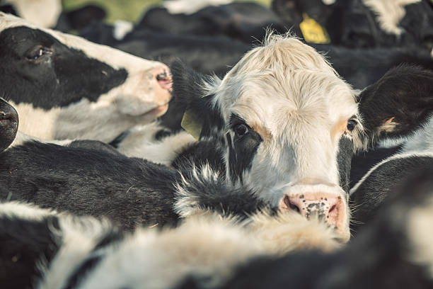 istock Heads up in the Herd 187388408