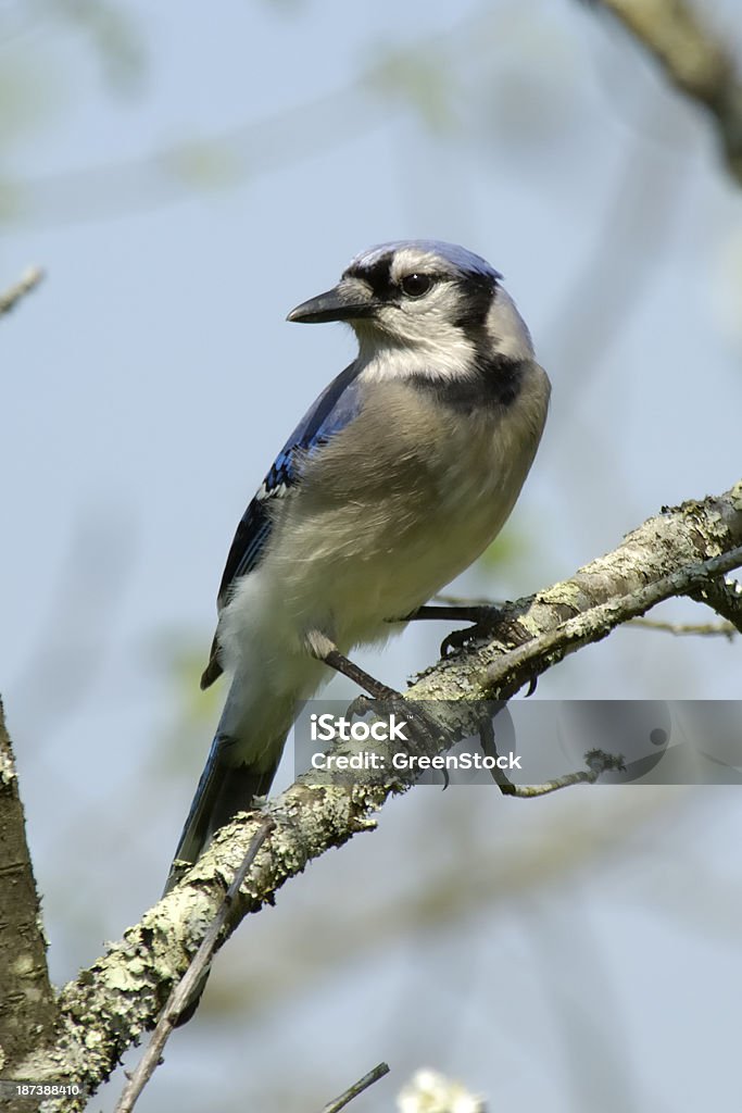 アオカケス（Cyanocitta cristata ）の木 - アオカケスのロイヤリティフリーストックフォト