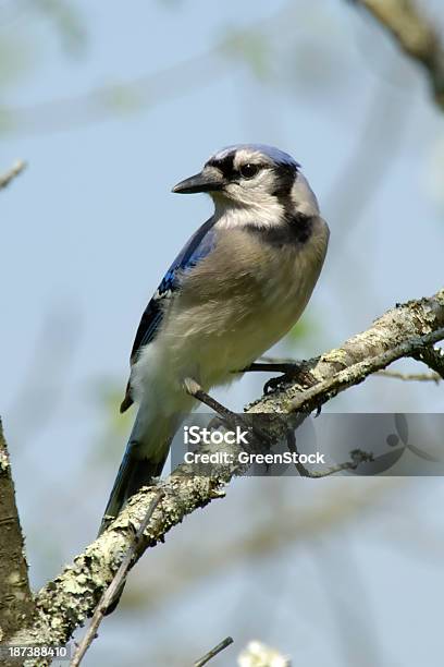 アオカケスcyanocitta Cristata の木 - アオカケスのストックフォトや画像を多数ご用意 - アオカケス, アメリカ合衆国, カラー背景