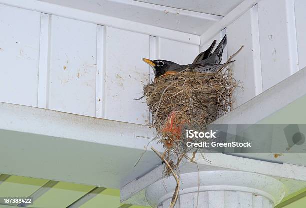 American Robin Liegt Auf Eier In Einem Nest Stockfoto und mehr Bilder von Fotografie