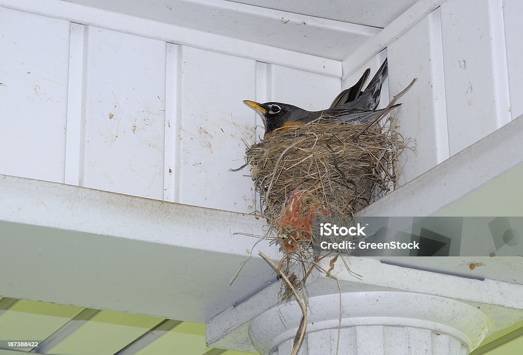 아메리카붉은가슴울새 (Turdus migratorius) 일원인 에그스 만들진 네스트 - 로열티 프리 0명 스톡 사진