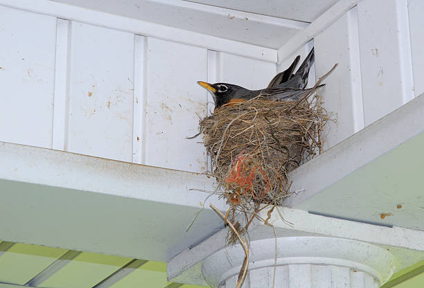 istock American Robin (Turdus migratorius) sits on eggs in a nest 187388422