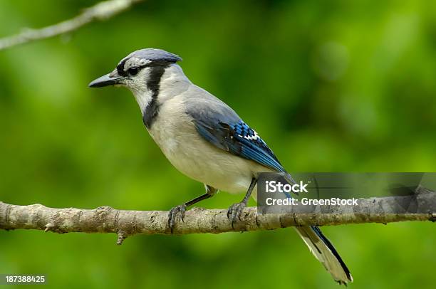 Arrendajo Azul Sentado En Una Extremidad Foto de stock y más banco de imágenes de Animal