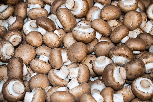 A large group of organic Cremini mushrooms, market fresh and ready to eat. Commonly referred to as Baby Bella mushrooms.