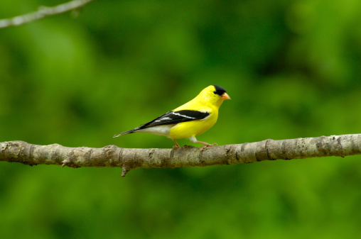 A male American Goldfinch bird (Carduelis tristis) sitting on a cherry tree limb in the springtime, Tennessee, USA.