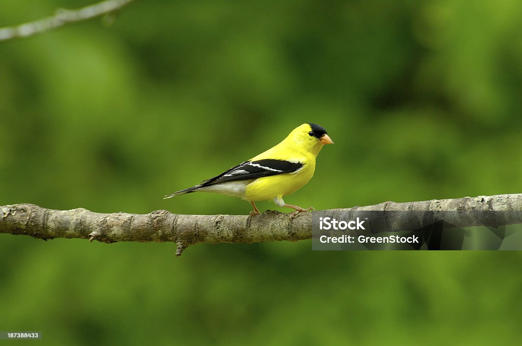 Male American Goldfinch (Carduelis tristis) rear view A male American Goldfinch bird (Carduelis tristis) sitting on a cherry tree limb in the springtime, Tennessee, USA. American Goldfinch Stock Photo