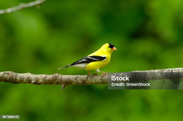 Male American Goldfinch Rear View Stock Photo - Download Image Now