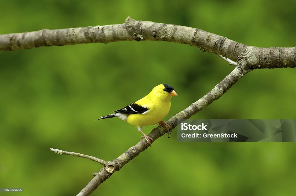 숫나사 어메리칸금방울새 (Carduelis tristis) 전면 보기 - 로열티 프리 0명 스톡 사진