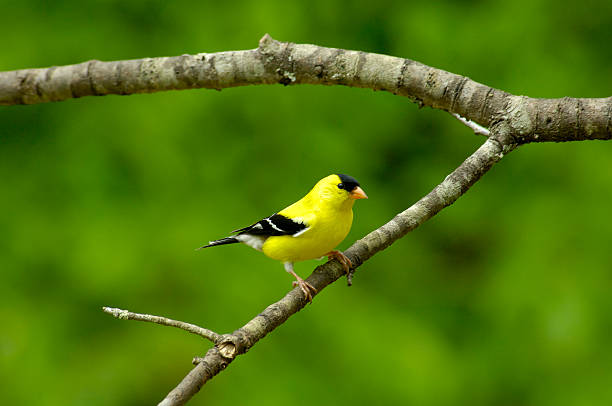 istock Male American Goldfinch (Carduelis tristis) front view 187388436