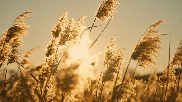 SLO MO Beautiful Spring Tall Grass Flower Swaying on Field During Sunrise