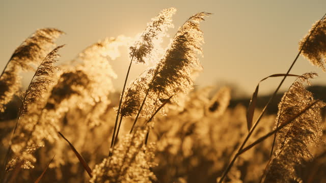 SLO MO Tall Golden Grass Meadow Flourishing on Bright Field at Sunrise