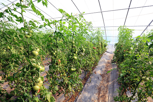 Tomato plants in greenhouses on a farm