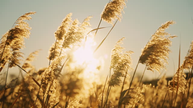 SLO MO Closeup of Field of Wild Grass Swaying from Wind Against the Sky at Sunrise