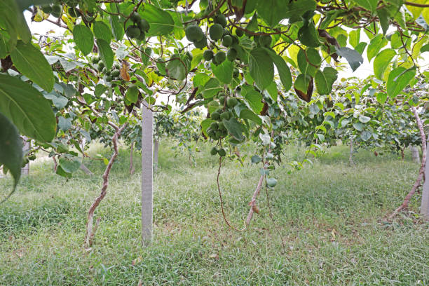 istock Actinidia arguta plants in the farm 1873916494