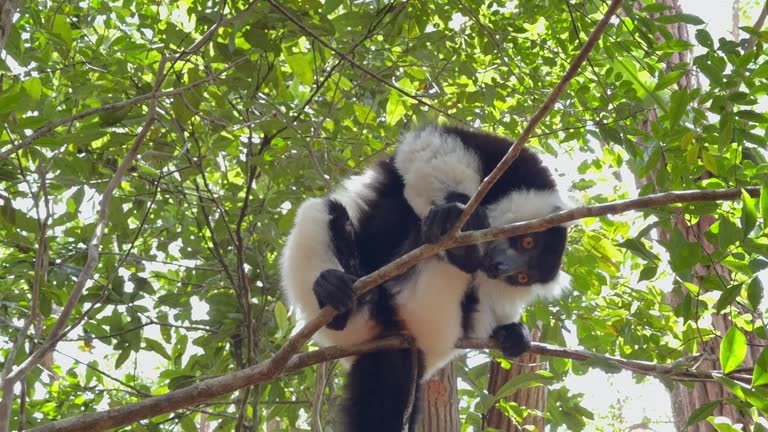 A black-and-white ruffed lemur (Varecia variegata) scratches its head. Madagascar.