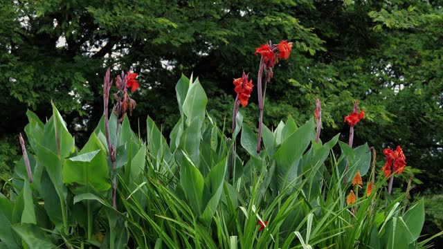 A bunch of bright red canna lilies in a garden. Close up shot.