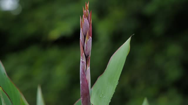 The stem with buds of the bright red canna lilies in a garden