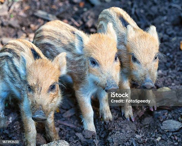 Wild S Foto de stock y más banco de imágenes de Familia de animal - Familia de animal, Jabalí - Cerdo Salvaje, Aire libre