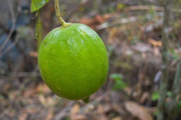 Lemon or citrus fruit with the scientific name Citrus limon, a citrus whose fruit is usually used as a flavoring and freshener in many dishes.