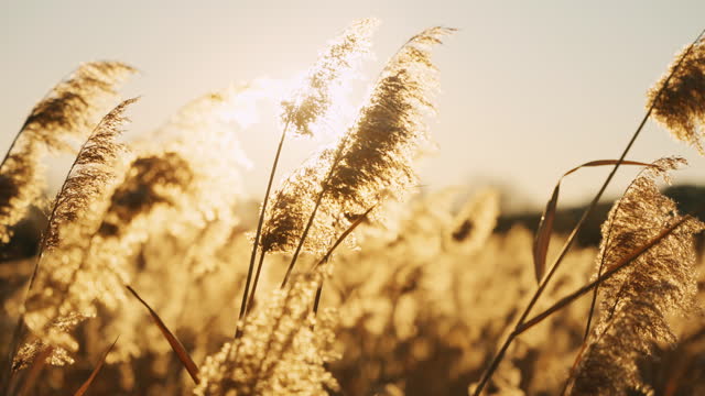 SLO MO Closeup of Reed Flowers Swaying in the Wind at Sunrise