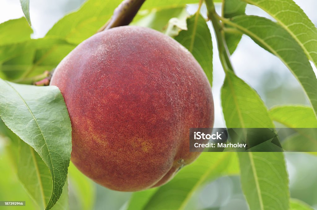 Спелые персиковый на дерево - Стоковые фото Без людей роялти-фри