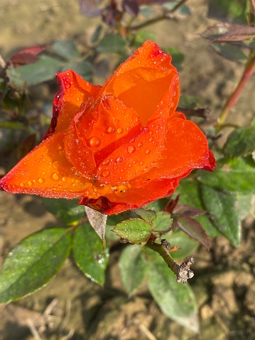 A close up photo of an orange color tea rose with  petals covered in dew drops, under the winter sun . The rose flower has not fully bloomed yet. It has a beautiful form, wonderful orange color with swirling petals. It is a variety of tea rose which is a cross between a hybrid perennial and an old- fashioned tea rose. Roses are considered more beautiful before they fully boom because people think , they just have a stillness of perfection as the colors are bright,they seem fresh and innocent. Roses has managed to captivate the senses of the human race for ages.