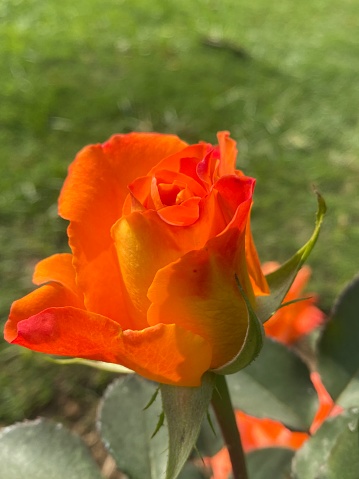 A close up photo of an orange color tea rose under the winter sun . The rose flower has not fully bloomed yet. It has a beautiful form, wonderful orange color with swirling petals. It is a variety of tea rose which is a cross between a hybrid perennial and an old- fashioned tea rose. Roses are considered more beautiful before they fully boom because people think , they just have a stillness of perfection as the colors are bright,they seem fresh and innocent. Roses has managed to captivate the senses of the human race for ages.