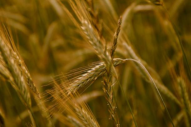 colture campo di grano nel tramonto - korn foto e immagini stock