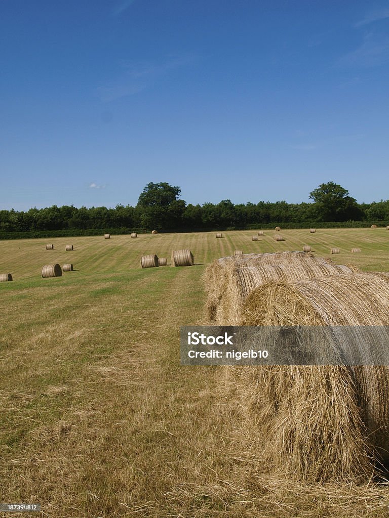 Bales of Hay A field full of round bales of hay under a big blue sky. Agricultural Field Stock Photo