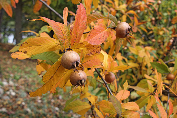 Medlar fruits A medlar tree with ripe fruits in autumn germanica mespilus mespilus germanica mispel stock pictures, royalty-free photos & images