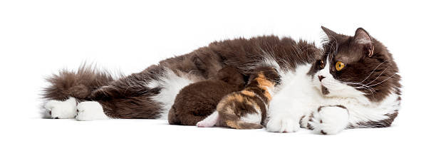 istock British Longhair lying, feeding its kittens, isolated on white 187395065