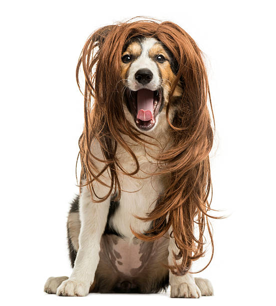 istock Border Collie sitting with red hair wig, isolated on white 187395073