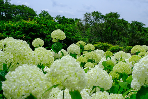 This is a photo of hydrangea